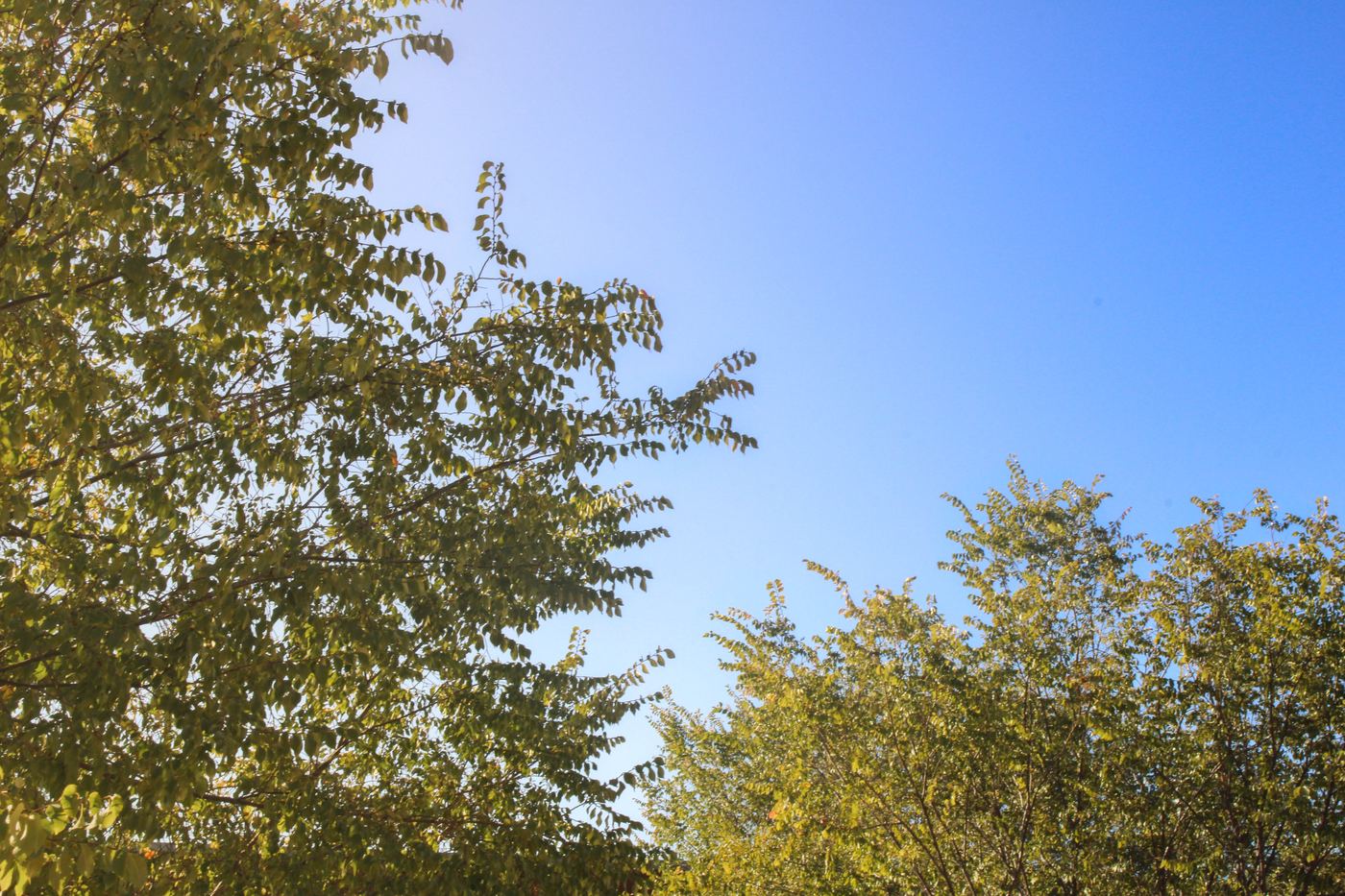 Canopy & Sky