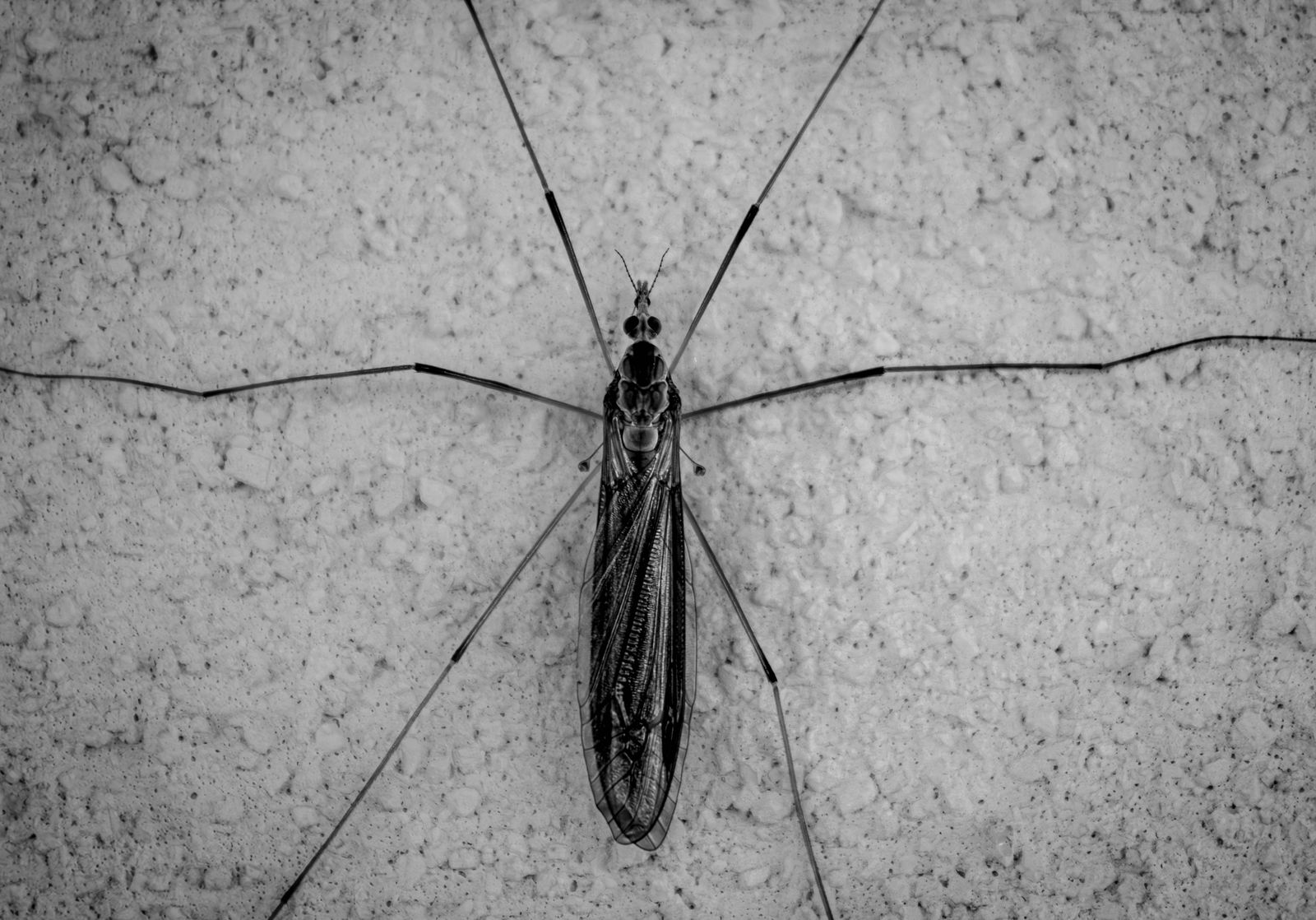 Crane Fly