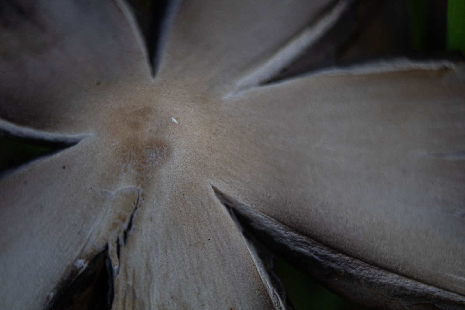 Gills