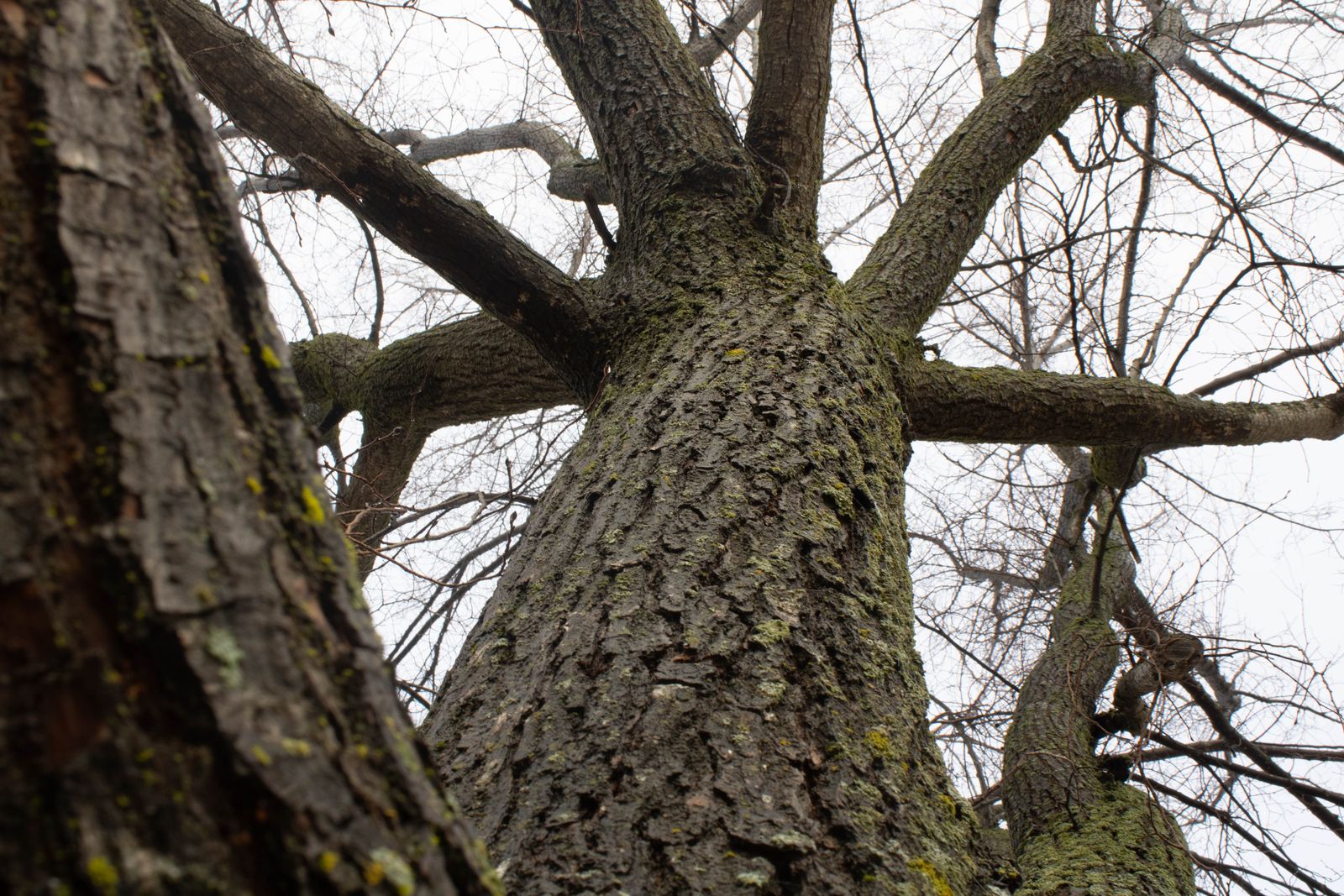 Moss & Bark