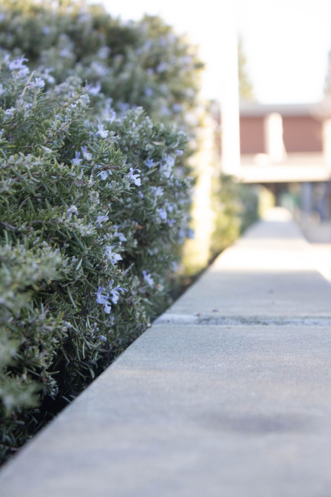 Rosemary Path
